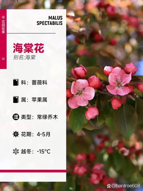 海棠花是什么季节开的，海棠花是什么时候开的什么季节-第5张图片-优品飞百科