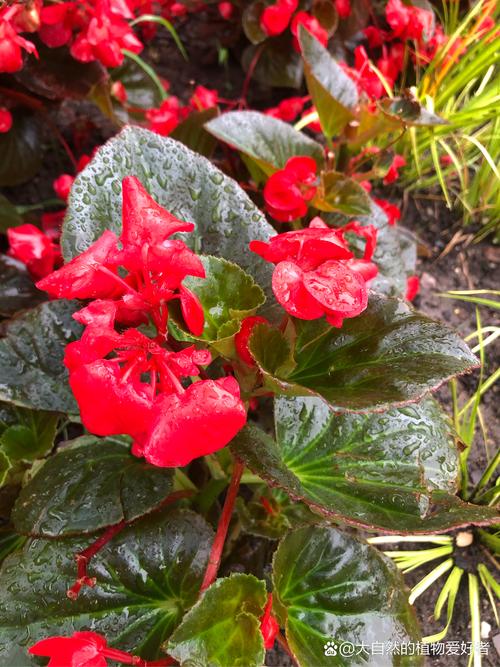 海棠花是什么季节开的，海棠花是什么时候开的什么季节-第6张图片-优品飞百科