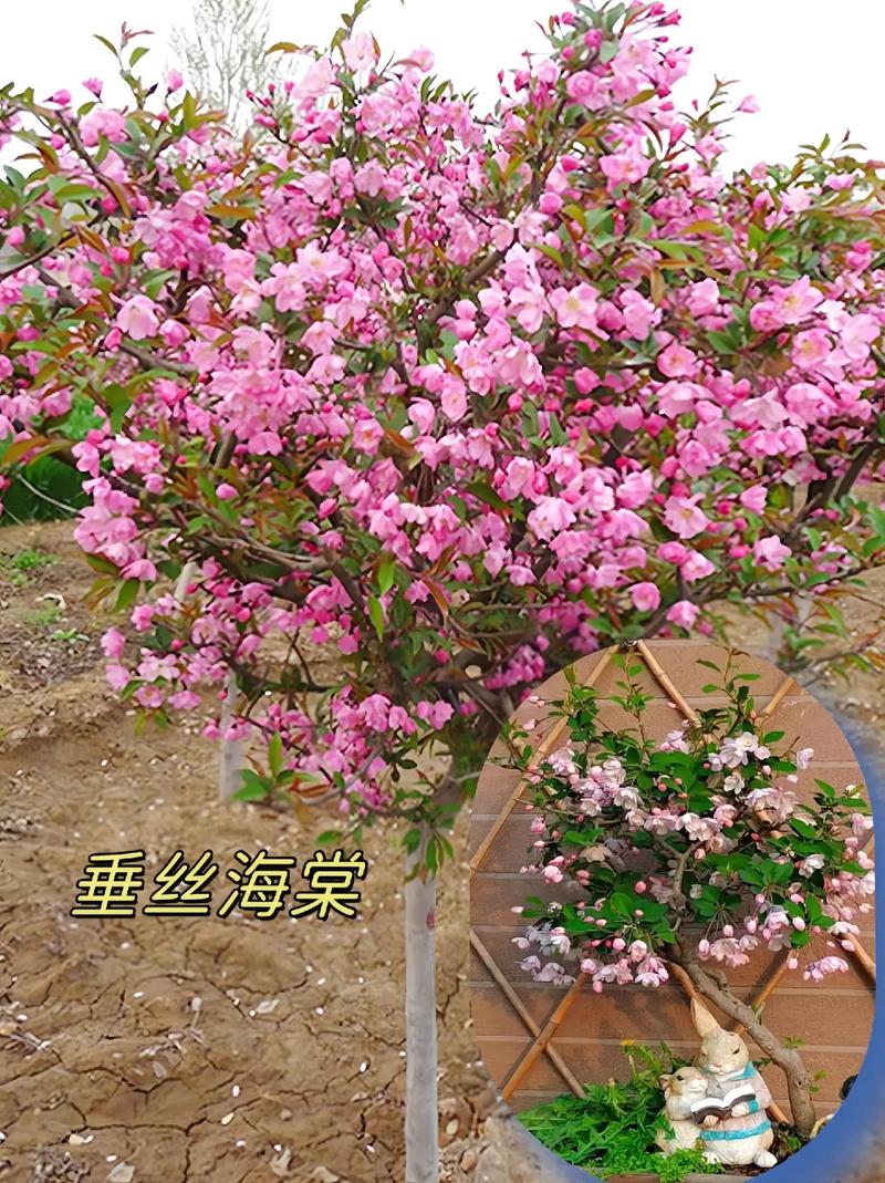 海棠花是什么季节开的，海棠花是什么时候开的什么季节-第7张图片-优品飞百科