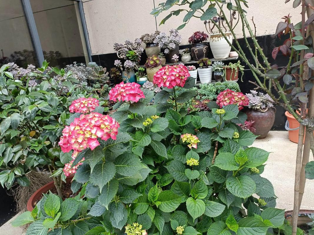 浇花掺点小东西？浇花时水里放点什么药好？-第6张图片-优品飞百科