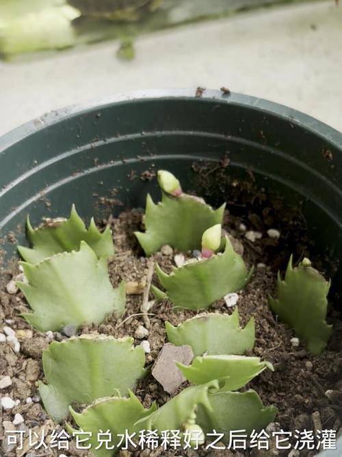 浇花掺点小东西？浇花时水里放点什么药好？-第7张图片-优品飞百科