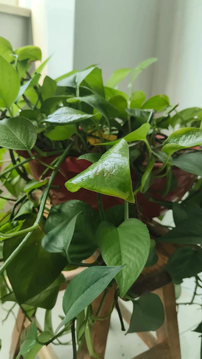 浇花掺点小东西？浇花时水里放点什么药好？-第8张图片-优品飞百科