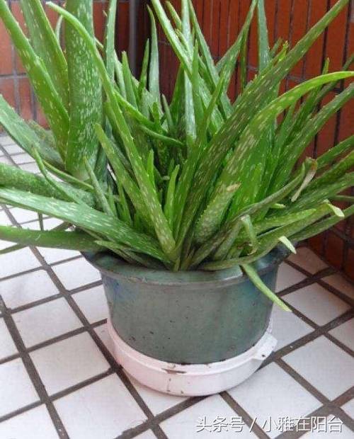 芦荟多长时间浇一次水，芦荟多长时间浇一次水?