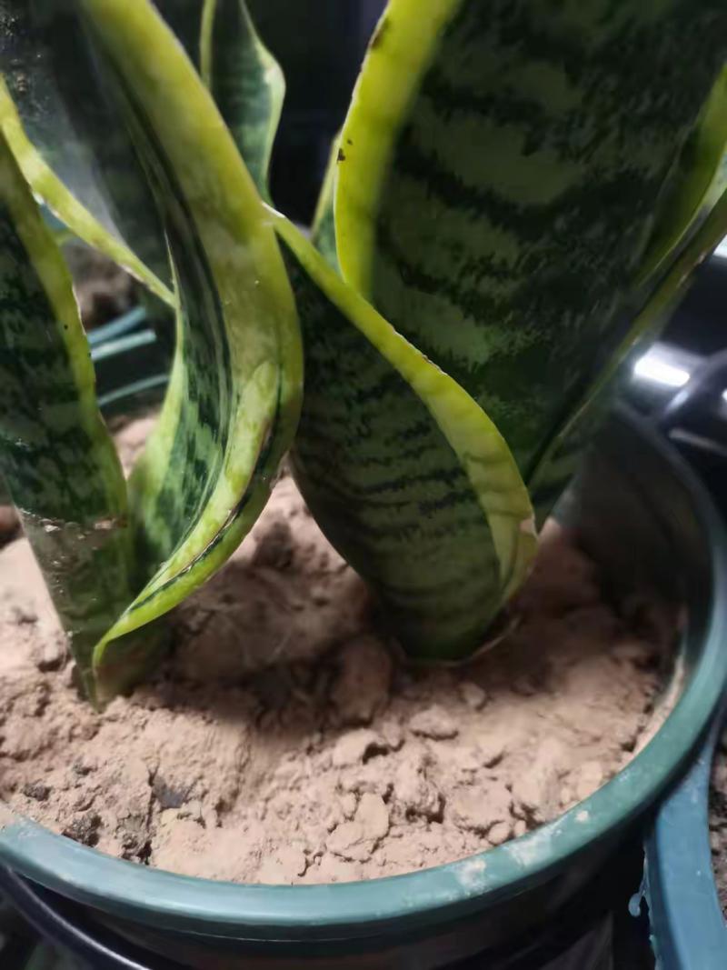 芦荟多长时间浇一次水，芦荟多长时间浇一次水?-第2张图片-优品飞百科