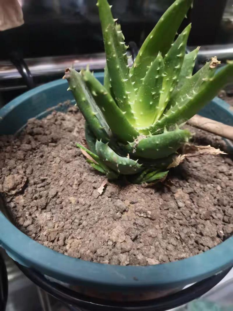 芦荟多长时间浇一次水，芦荟多长时间浇一次水?-第4张图片-优品飞百科