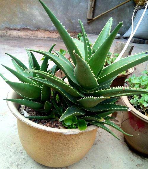 芦荟多长时间浇一次水，芦荟多长时间浇一次水?-第3张图片-优品飞百科