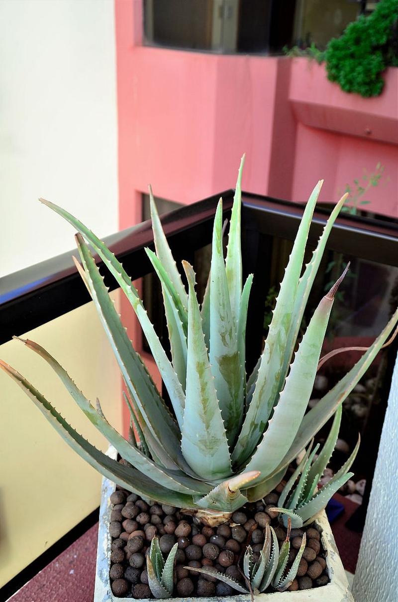 芦荟多长时间浇一次水，芦荟多长时间浇一次水?-第5张图片-优品飞百科