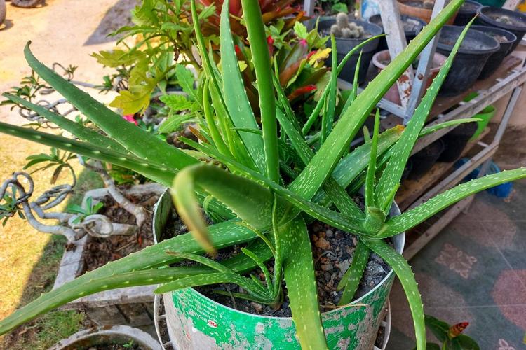 芦荟多长时间浇一次水，芦荟多长时间浇一次水?-第6张图片-优品飞百科