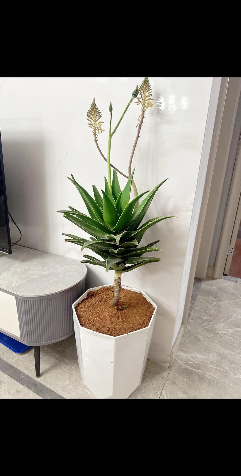 芦荟多长时间浇一次水，芦荟多长时间浇一次水?-第7张图片-优品飞百科