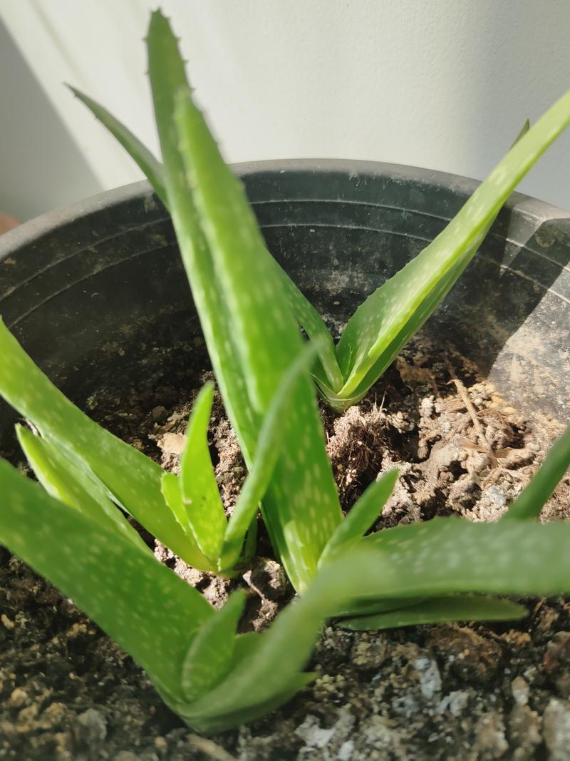 芦荟多长时间浇一次水，芦荟多长时间浇一次水?-第8张图片-优品飞百科