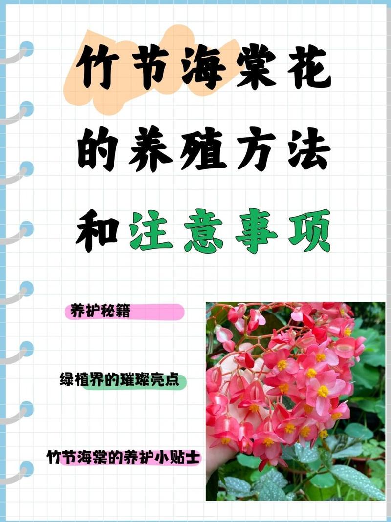 海棠花的养殖方法，虎皮海棠花的养殖方法