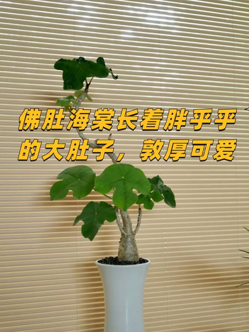 海棠花的养殖方法，虎皮海棠花的养殖方法-第2张图片-优品飞百科