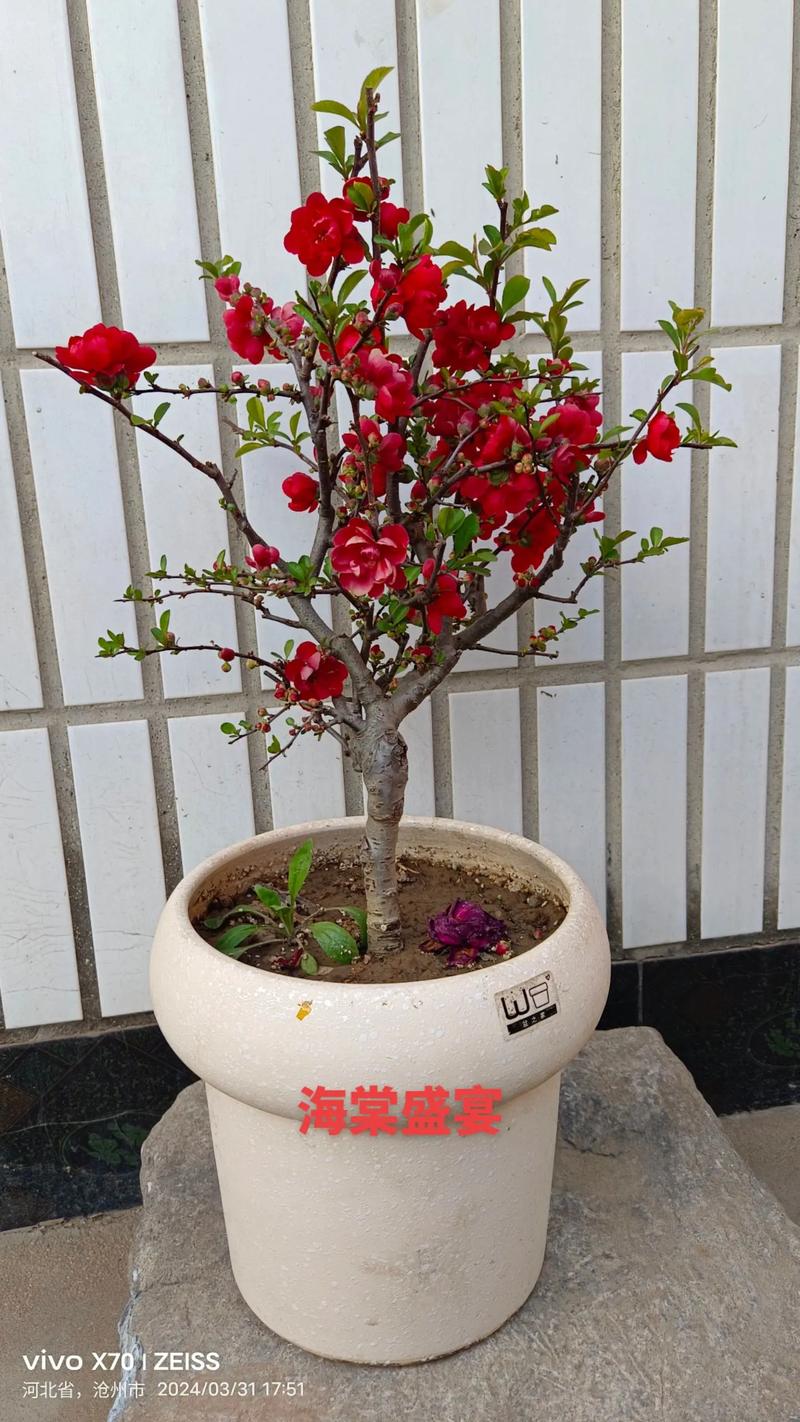 海棠花的养殖方法，虎皮海棠花的养殖方法-第3张图片-优品飞百科