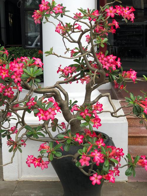 海棠花的养殖方法，虎皮海棠花的养殖方法-第4张图片-优品飞百科