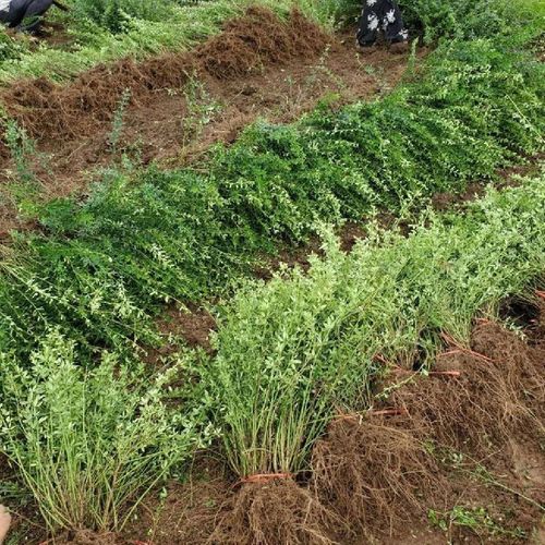 迎春花多少天浇次水，迎春花多久缓苗？