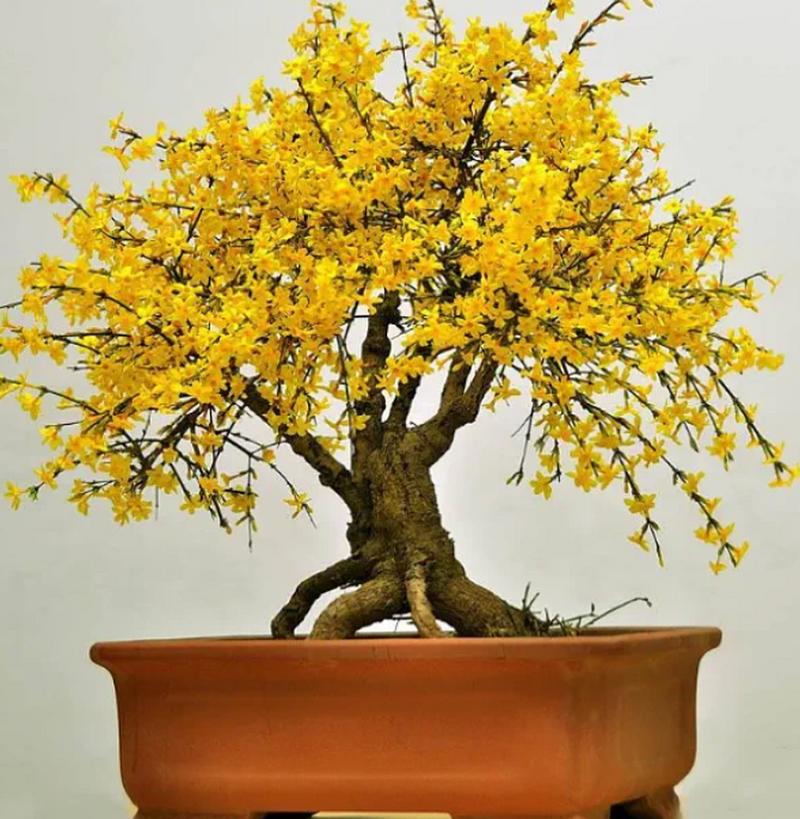 迎春花多少天浇次水，迎春花多久缓苗？-第3张图片-优品飞百科