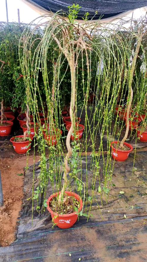 迎春花多少天浇次水，迎春花多久缓苗？-第4张图片-优品飞百科