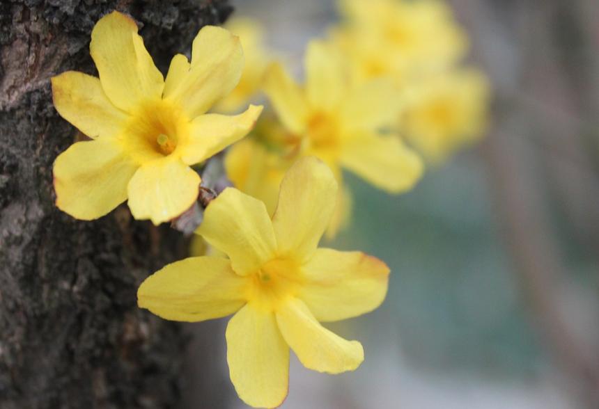 迎春花多少天浇次水，迎春花多久缓苗？-第5张图片-优品飞百科