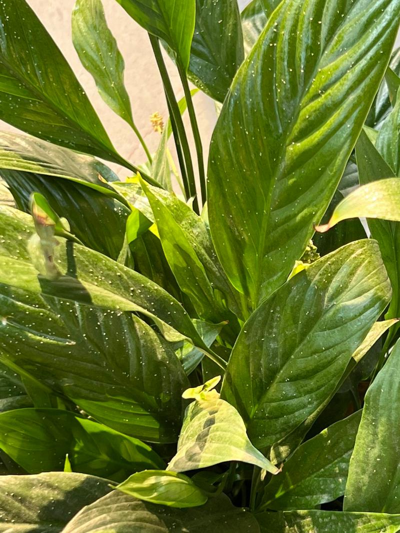 如何使黄兰在元旦开花？如何使黄兰在元旦开花快？-第3张图片-优品飞百科