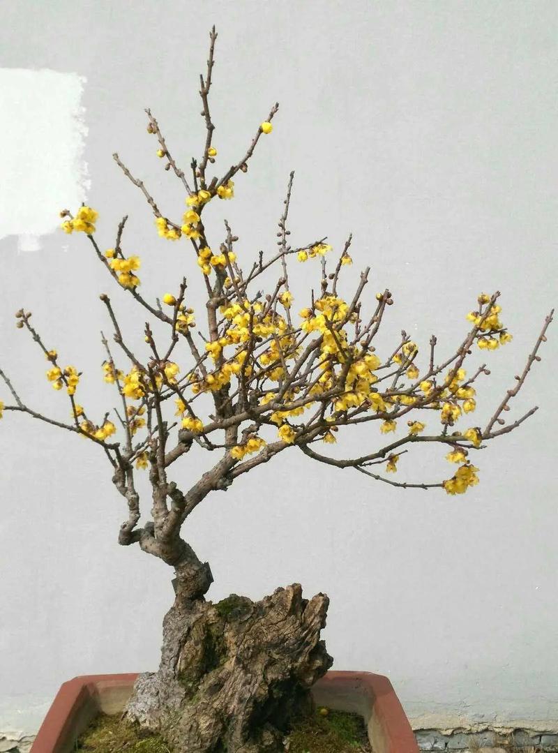 如何使黄兰在元旦开花？如何使黄兰在元旦开花快？-第4张图片-优品飞百科