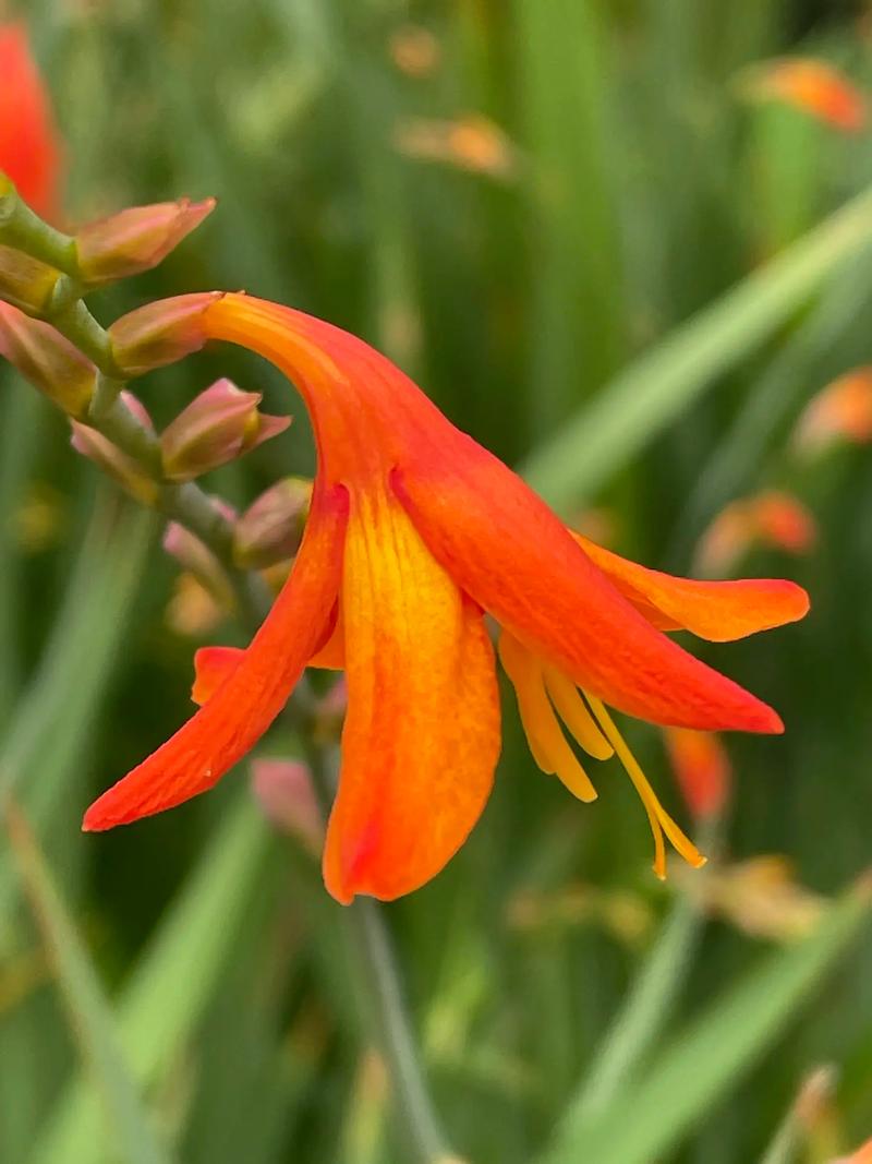 如何使黄兰在元旦开花？如何使黄兰在元旦开花快？-第6张图片-优品飞百科