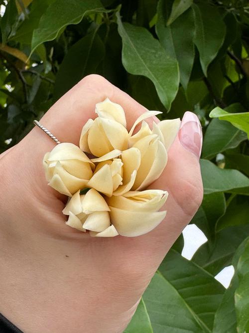 如何使黄兰在元旦开花？如何使黄兰在元旦开花快？-第8张图片-优品飞百科