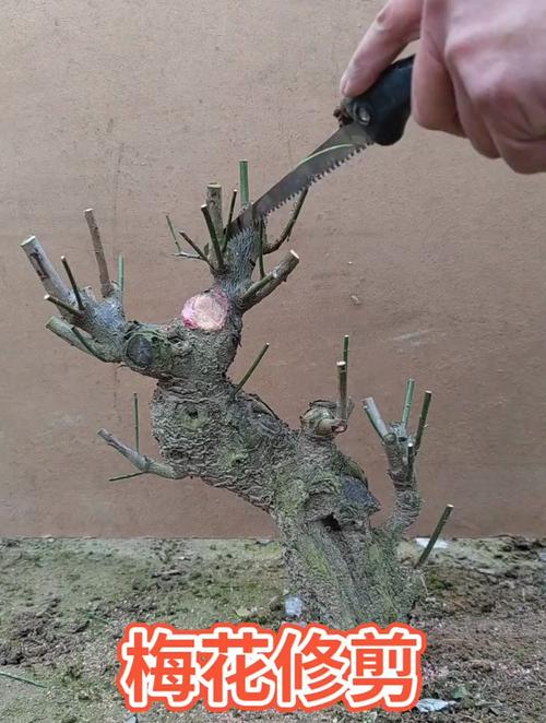梅花的修剪方法，梅花的修剪方法有哪些？
