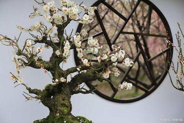 梅花的修剪方法，梅花的修剪方法有哪些？-第2张图片-优品飞百科