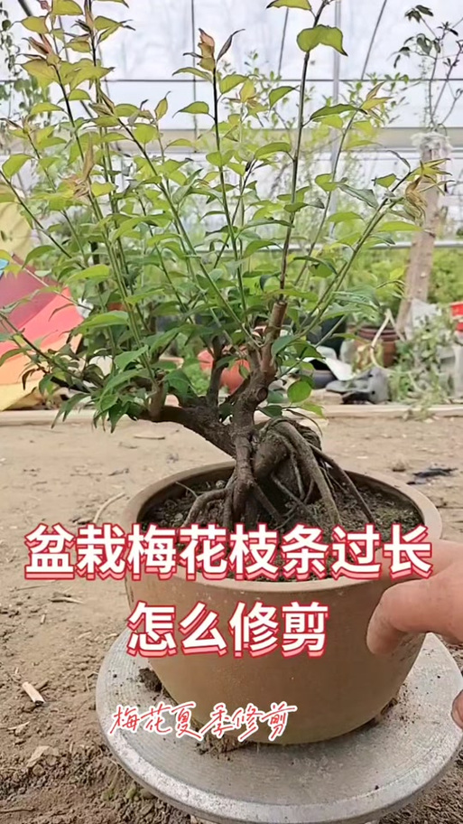 梅花的修剪方法，梅花的修剪方法有哪些？-第3张图片-优品飞百科