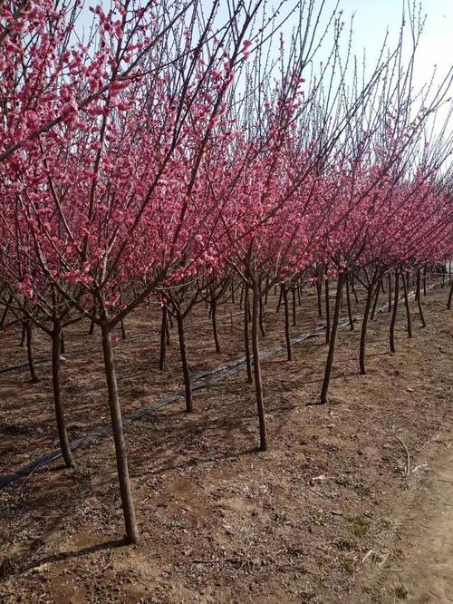 梅花的修剪方法，梅花的修剪方法有哪些？-第4张图片-优品飞百科