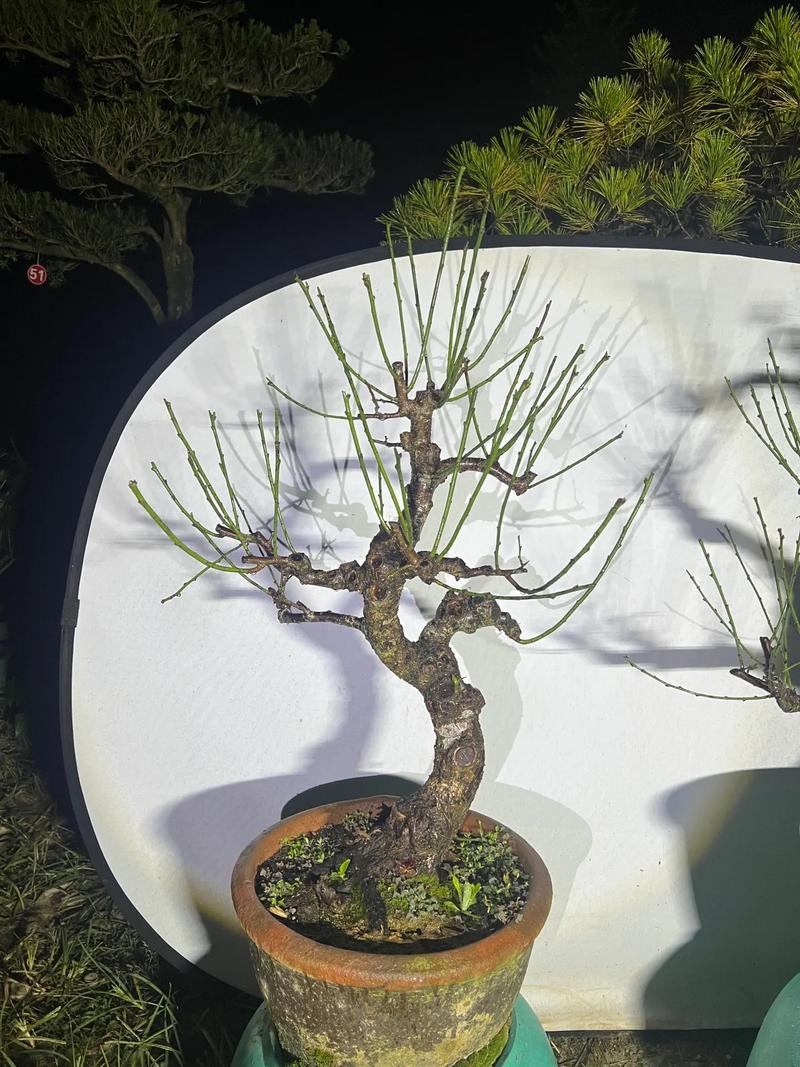 梅花的修剪方法，梅花的修剪方法有哪些？-第5张图片-优品飞百科