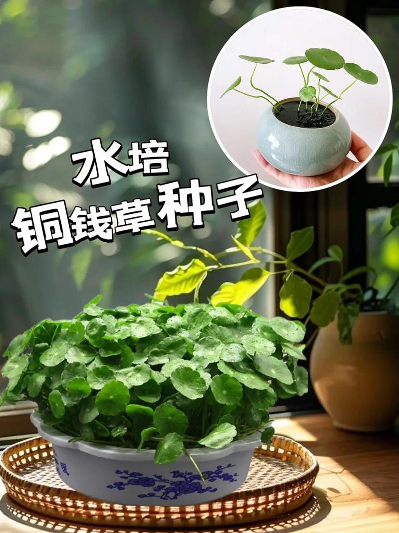金钱草水培怎么养，金钱草水培怎么养得好？