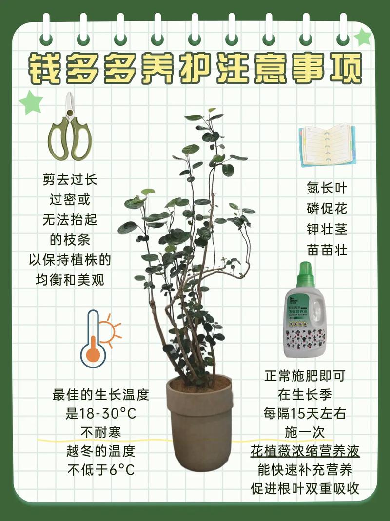 金钱草水培怎么养,金钱草水培怎么养得好?-第2张图片-优品飞百科 金钱草水培怎么养,金钱草水培怎么养得好?-第2张图片-优品飞百科