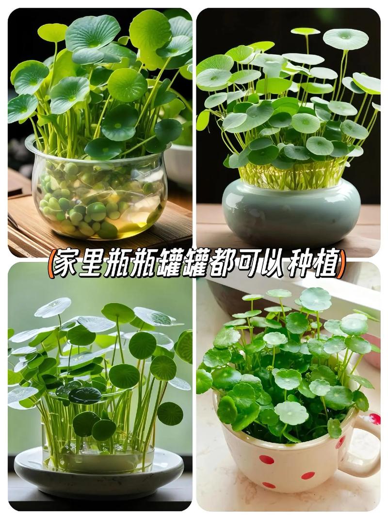 金钱草水培怎么养,金钱草水培怎么养得好?-第3张图片-优品飞百科 金钱草水培怎么养,金钱草水培怎么养得好?-第3张图片-优品飞百科