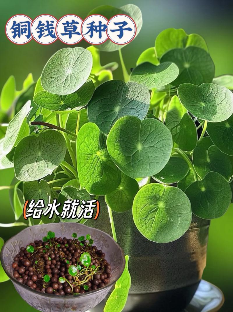 金钱草水培怎么养,金钱草水培怎么养得好?-第4张图片-优品飞百科 金钱草水培怎么养,金钱草水培怎么养得好?-第4张图片-优品飞百科