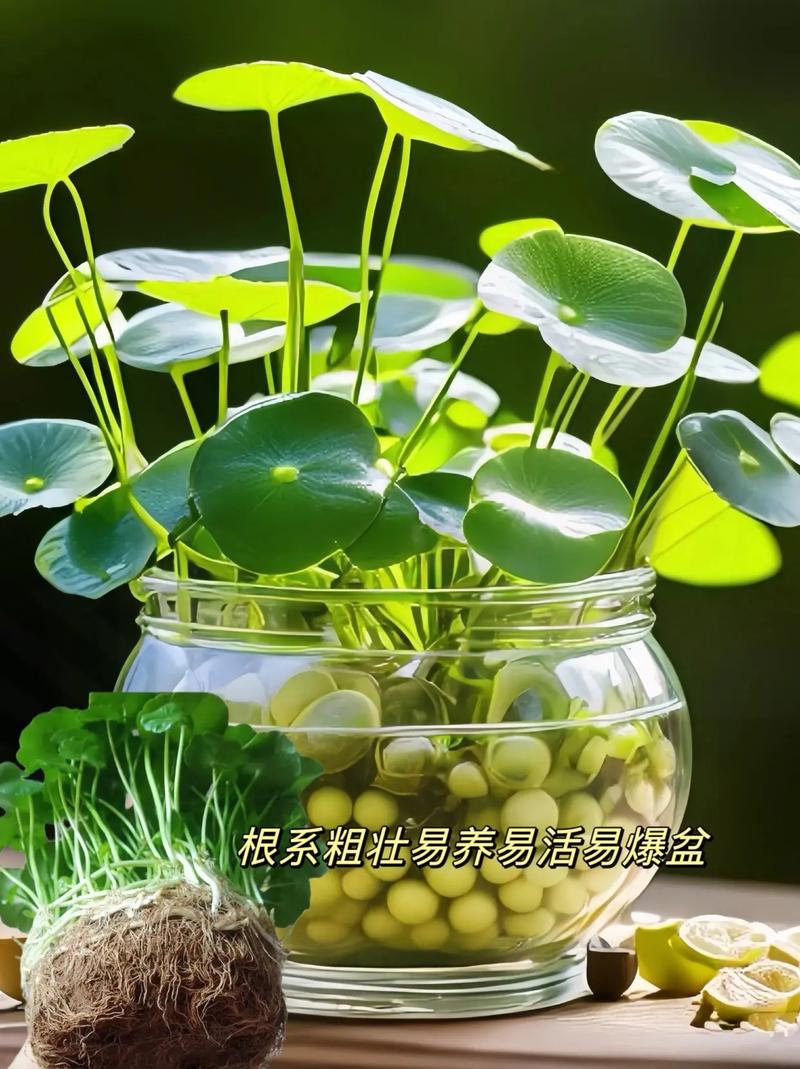 金钱草水培怎么养,金钱草水培怎么养得好?-第5张图片-优品飞百科 金钱草水培怎么养,金钱草水培怎么养得好?-第5张图片-优品飞百科