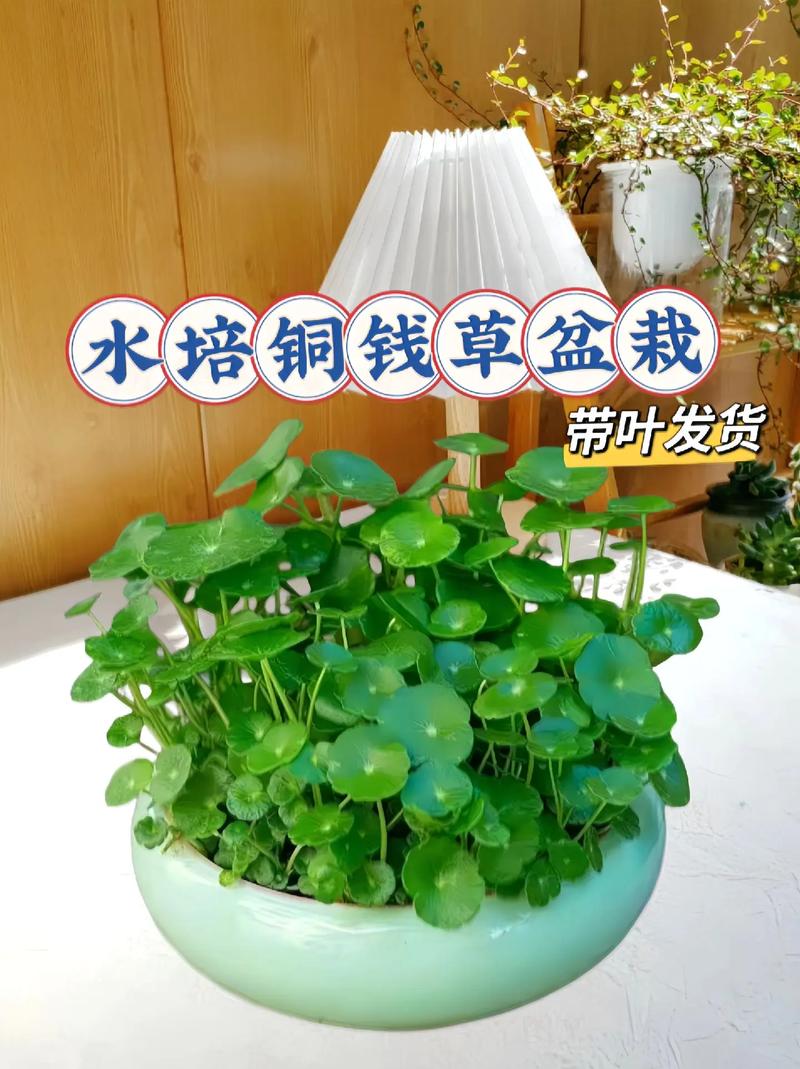 金钱草水培怎么养,金钱草水培怎么养得好?-第6张图片-优品飞百科 金钱草水培怎么养,金钱草水培怎么养得好?-第6张图片-优品飞百科