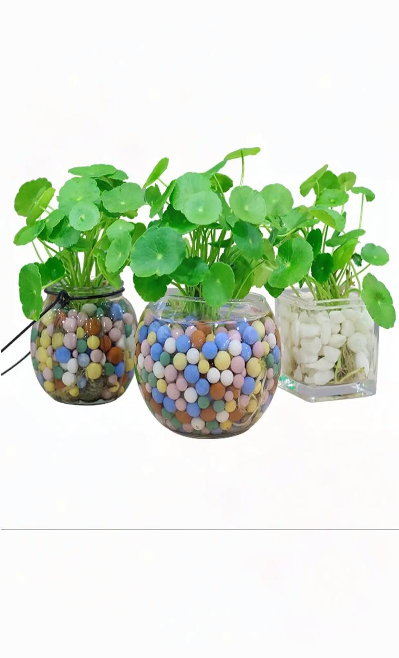 金钱草水培怎么养,金钱草水培怎么养得好?-第7张图片-优品飞百科 金钱草水培怎么养,金钱草水培怎么养得好?-第7张图片-优品飞百科