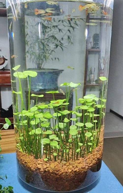 金钱草水培怎么养,金钱草水培怎么养得好?-第8张图片-优品飞百科 金钱草水培怎么养,金钱草水培怎么养得好?-第8张图片-优品飞百科