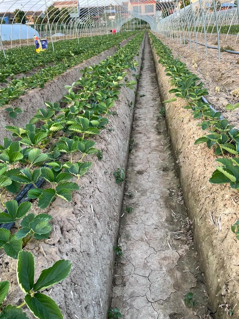 大棚草莓种植技术与管理方法的简单介绍