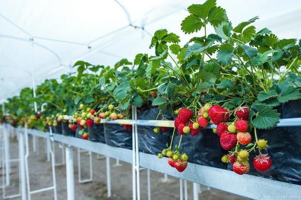 大棚草莓种植技术与管理方法的简单介绍-第2张图片-优品飞百科