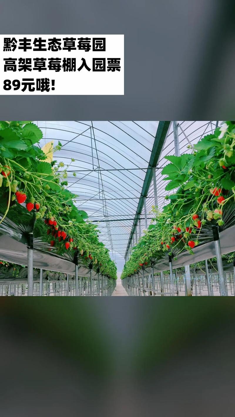 大棚草莓种植技术与管理方法的简单介绍-第3张图片-优品飞百科