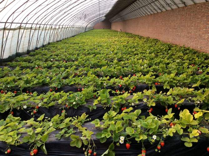 大棚草莓种植技术与管理方法的简单介绍-第4张图片-优品飞百科