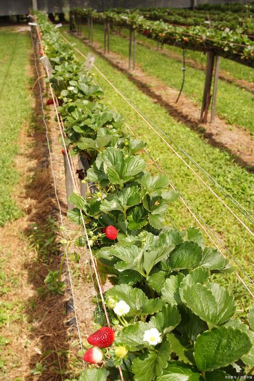 大棚草莓种植技术与管理方法的简单介绍-第5张图片-优品飞百科