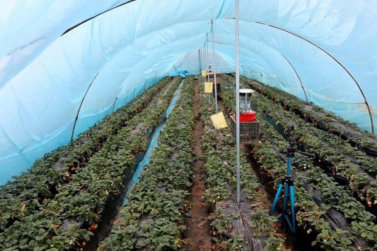 大棚草莓种植技术与管理方法的简单介绍-第6张图片-优品飞百科