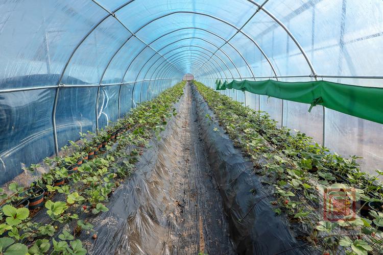 大棚草莓种植技术与管理方法的简单介绍-第7张图片-优品飞百科