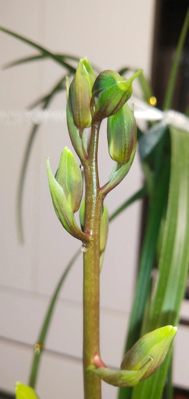 养好兰花的秘诀，怎么养兰花新手学？