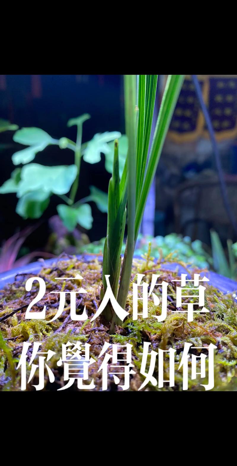 养好兰花的秘诀，怎么养兰花新手学？-第2张图片-优品飞百科
