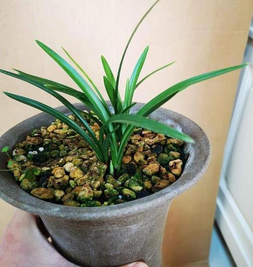 养好兰花的秘诀，怎么养兰花新手学？-第3张图片-优品飞百科