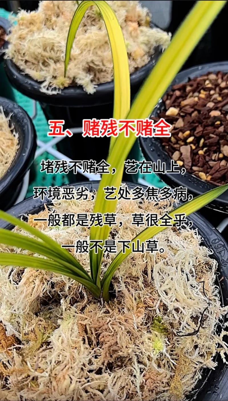 养好兰花的秘诀，怎么养兰花新手学？-第5张图片-优品飞百科